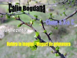 Calin Bogdana Clasa a X-a C Va prezinta: Natura in inagini - Muguri de primavara 