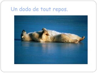 Un dodo de tout repos. 