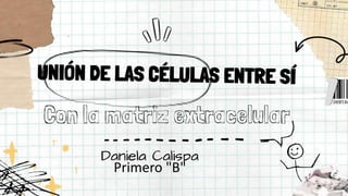 Con la matriz extracelular
Daniela Calispa
Primero "B"
 