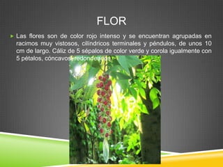 FLOR
 Las flores son de color rojo intenso y se encuentran agrupadas en

racimos muy vistosos, cilíndricos terminales y péndulos, de unos 10
cm de largo. Cáliz de 5 sépalos de color verde y corola igualmente con
5 pétalos, cóncavos, redondeados.

 