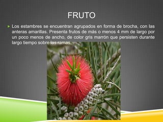 FRUTO
 Los estambres se encuentran agrupados en forma de brocha, con las

anteras amarillas. Presenta frutos de más o menos 4 mm de largo por
un poco menos de ancho, de color gris marrón que persisten durante
largo tiempo sobre las ramas.

 