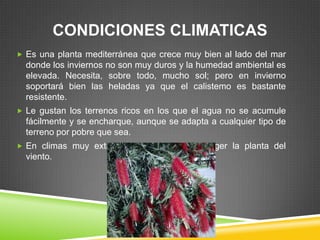 CONDICIONES CLIMATICAS
 Es una planta mediterránea que crece muy bien al lado del mar

donde los inviernos no son muy duros y la humedad ambiental es
elevada. Necesita, sobre todo, mucho sol; pero en invierno
soportará bien las heladas ya que el calistemo es bastante
resistente.
 Le gustan los terrenos ricos en los que el agua no se acumule

fácilmente y se encharque, aunque se adapta a cualquier tipo de
terreno por pobre que sea.
 En climas muy extremos es necesario proteger la planta del

viento.

 