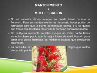 MANTENIMIENTO
Y
MULTIPLICACION
 No se necesita abonar aunque se puede hacer durante la

floración. Para su mantenimiento, es necesario hacer podas de
formación para que la planta permanezca bonita. Y si se quitan
con frecuencia las flores marchitas la floración durará fácilmente.
 Se multiplica mediante semillas aunque no todas darán flores

espectaculares por lo que, la mejor forma de multiplicación para
tener una planta hermosa, es mediante estacas que enraizarán
fácilmente.
 La cochinilla, el pulgón y la araña roja son las plagas que suelen

atacar a la planta.

 