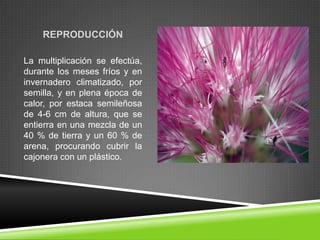REPRODUCCIÓN
La multiplicación se efectúa,
durante los meses fríos y en
invernadero climatizado, por
semilla, y en plena época de
calor, por estaca semileñosa
de 4-6 cm de altura, que se
entierra en una mezcla de un
40 % de tierra y un 60 % de
arena, procurando cubrir la
cajonera con un plástico.

 