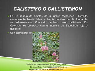 CALISTEMO O CALLISTEMON
 Es un género de árboles de la familia Myrtaceae , llamado

comúnmente limpia tubos o limpia botellas por la forma de
su inflorescencia. Conocido también como calistemo. En
Colombia es conocido con el nombre de Escobillón rojo o
gusanillo.
 Son ejemplares originarios de Australia

Callistemon proviene del griego, y significa
de estambres hermosos, aludiendo a lo
espectacular de sus inflorescencias.

 