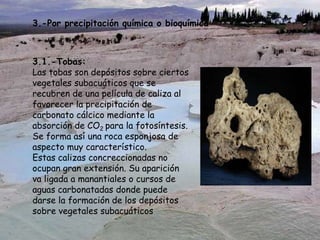 3.1.-Tobas:
Las tobas son depósitos sobre ciertos
vegetales subacuáticos que se
recubren de una película de caliza al
favorecer la precipitación de
carbonato cálcico mediante la
absorción de CO2 para la fotosíntesis.
Se forma así una roca esponjosa de
aspecto muy característico.
Estas calizas concreccionadas no
ocupan gran extensión. Su aparición
va ligada a manantiales o cursos de
aguas carbonatadas donde puede
darse la formación de los depósitos
sobre vegetales subacuáticos
3.-Por precipitación química o bioquímica
 