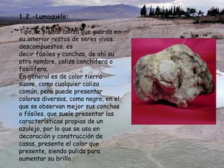 1.2.-Lumaquela:
Tipo de piedra caliza que guarda en
su interior restos de seres vivos
descompuestos, es
decir fósiles y conchas, de ahí su
otro nombre, caliza conchífera o
fosilífera.
En general es de color tierra
suave, como cualquier caliza
común, pero puede presentar
colores diversos, como negro, en el
que se observan mejor sus conchas
o fósiles, que suele presentar las
características propias de un
azulejo, por lo que se usa en
decoración y construcción de
casas, presente el color que
presente, siendo pulida para
aumentar su brillo.
 
