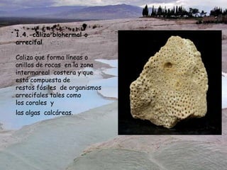 1.4.-caliza biohermal o
arrecifal
Caliza que forma líneas o
anillos de rocas en la zona
intermareal costera y que
está compuesta de
restos fósiles de organismos
arrecifales tales como
los corales y
las algas calcáreas.
 
