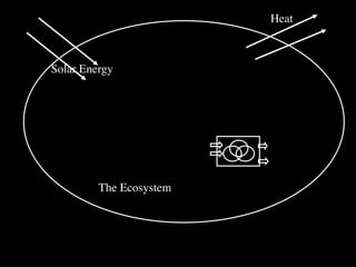 Heat



Solar Energy




         The Ecosystem
 