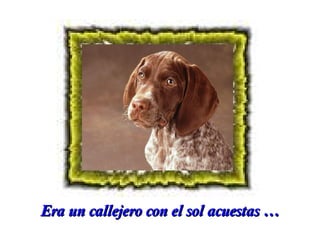 Era un callejero con el sol acuestas …

 