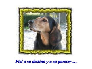Fiel a su destino y a su parecer …

 
