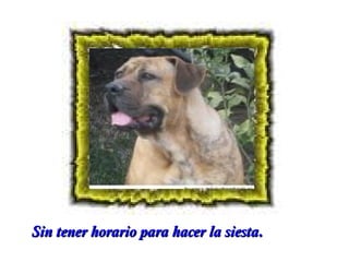 Sin tener horario para hacer la siesta.

 