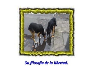 Su filosofía de la libertad.

 
