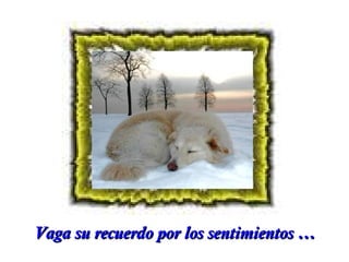 Vaga su recuerdo por los sentimientos …

 