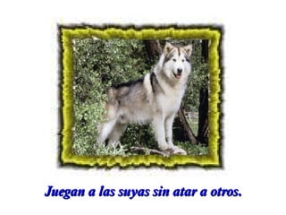 Juegan a las suyas sin atar a otros.

 