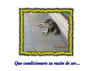 Que condicionara su razón de ser...

 