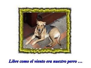 Libre como el viento era nuestro perro …

 