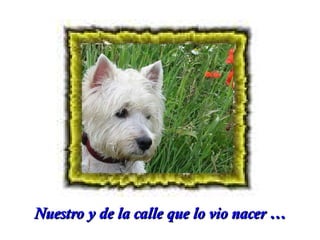 Nuestro y de la calle que lo vio nacer …

 