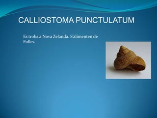 CALLIOSTOMA PUNCTULATUM
Es troba a Nova Zelanda. S’alimenten de
Fulles.
 