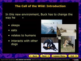 The Call of the Wild: Introduction
In this new environment, Buck has to change the
way he
• sleeps
• eats
• relates to humans
• interacts with other
dogs
 