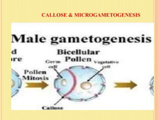 CALLOSE DEPOSITION IN POLLEN IN HIGHER PLANTS | PDF