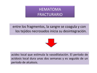 entre los fragmentos, la sangre se coagula y con
los tejidos necrosados inicia su desintegración.
HEMATOMA
FRACTURARIO
acidez local que estimula la vasodilatación. El período de
acidosis local dura unas dos semanas y es seguido de un
período de alcalosis.
 