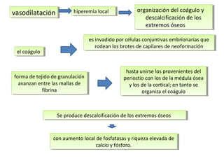 el coáguloel coágulo
es invadido por células conjuntivas embrionarias que
rodean los brotes de capilares de neoformación
es invadido por células conjuntivas embrionarias que
rodean los brotes de capilares de neoformación
forma de tejido de granulación
avanzan entre las mallas de
fibrina
forma de tejido de granulación
avanzan entre las mallas de
fibrina
hasta unirse los provenientes del
periostio con los de la médula ósea
y los de la cortical; en tanto se
organiza el coágulo
hasta unirse los provenientes del
periostio con los de la médula ósea
y los de la cortical; en tanto se
organiza el coágulo
Se produce descalcificación de los extremos óseosSe produce descalcificación de los extremos óseos
con aumento local de fosfatasas y riqueza elevada de
calcio y fósforo.
con aumento local de fosfatasas y riqueza elevada de
calcio y fósforo.
vasodilataciónvasodilatación hiperemia localhiperemia local organización del coágulo y
descalcificación de los
extremos óseos
organización del coágulo y
descalcificación de los
extremos óseos
 