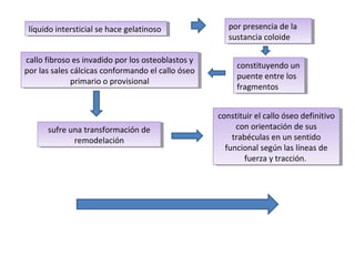 líquido intersticial se hace gelatinosolíquido intersticial se hace gelatinoso por presencia de la
sustancia coloide
por presencia de la
sustancia coloide
constituyendo un
puente entre los
fragmentos
constituyendo un
puente entre los
fragmentos
callo fibroso es invadido por los osteoblastos y
por las sales cálcicas conformando el callo óseo
primario o provisional
callo fibroso es invadido por los osteoblastos y
por las sales cálcicas conformando el callo óseo
primario o provisional
sufre una transformación de
remodelación
sufre una transformación de
remodelación
constituir el callo óseo definitivo
con orientación de sus
trabéculas en un sentido
funcional según las líneas de
fuerza y tracción.
constituir el callo óseo definitivo
con orientación de sus
trabéculas en un sentido
funcional según las líneas de
fuerza y tracción.
 