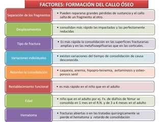 FACTORES: FORMACIÓN DEL CALLO ÓSEO
 