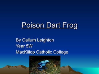 Poison Dart Frog By Callum Leighton Year 5W MacKillop Catholic College 