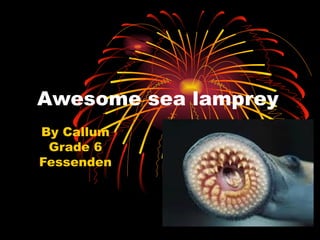 Awesome sea lamprey By Callum Grade 6 Fessenden 