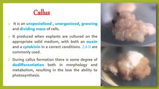 Callus
 It is an unspecialized , unorganized, growing
and dividing mass of cells.
 It produced when explants are cultured on the
appropriate solid medium, with both an auxin
and a cytokinin in a correct conditions. 2,4-D are
commonly used.
 During callus formation there is some degree of
dedifferentiation both in morphology and
metabolism, resulting in the lose the ability to
photosynthesis.
 