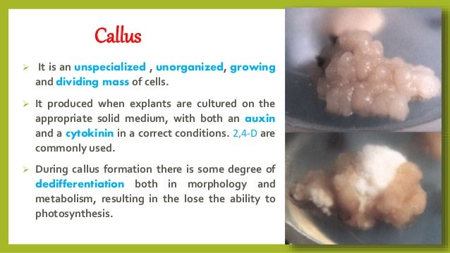 callus-culture
