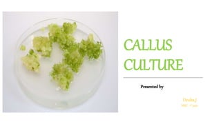 CALLUS
CULTURE
Presented by
Desika.J
MSC -1st year
 