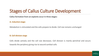 Callus culture - Plant Tissue Culture | PPTX