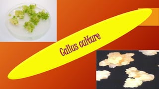 Callus culture ppt | PPTX