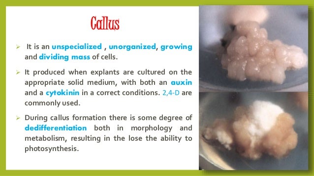 Callus Culture Ppt callus-culture-ppt