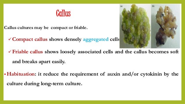 Callus Culture Ppt