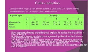 Callus induction