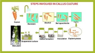 Callus induction