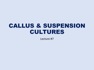 CALLUS & SUSPENSION
CULTURES
Lecture #7
 