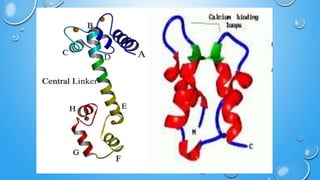 Calmodulin and its regulatory role | PPTX