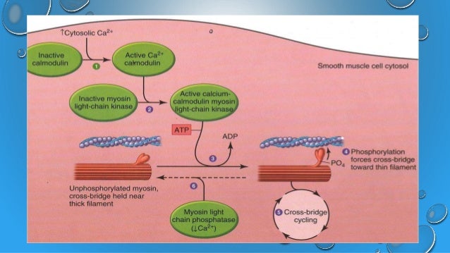Role Of Calmodulin In Smooth Muscle Contraction – YVDL