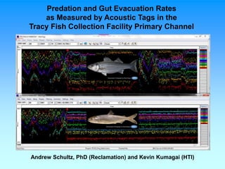 Predation and Gut Evacuation Rates
as Measured by Acoustic Tags in the
Tracy Fish Collection Facility Primary Channel
Andrew Schultz, PhD (Reclamation) and Kevin Kumagai (HTI)
 