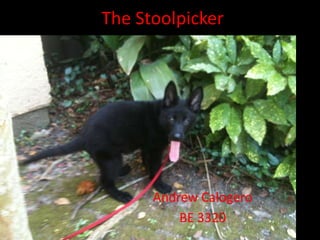 The Stoolpicker




      Andrew Calogero
          BE 3320
 