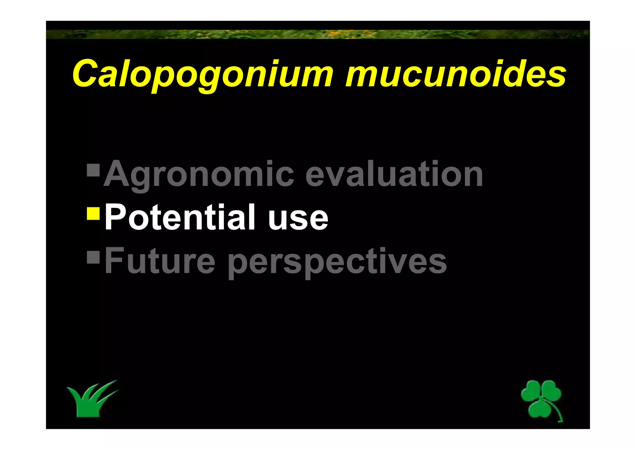 Calopogonium Mucunoides