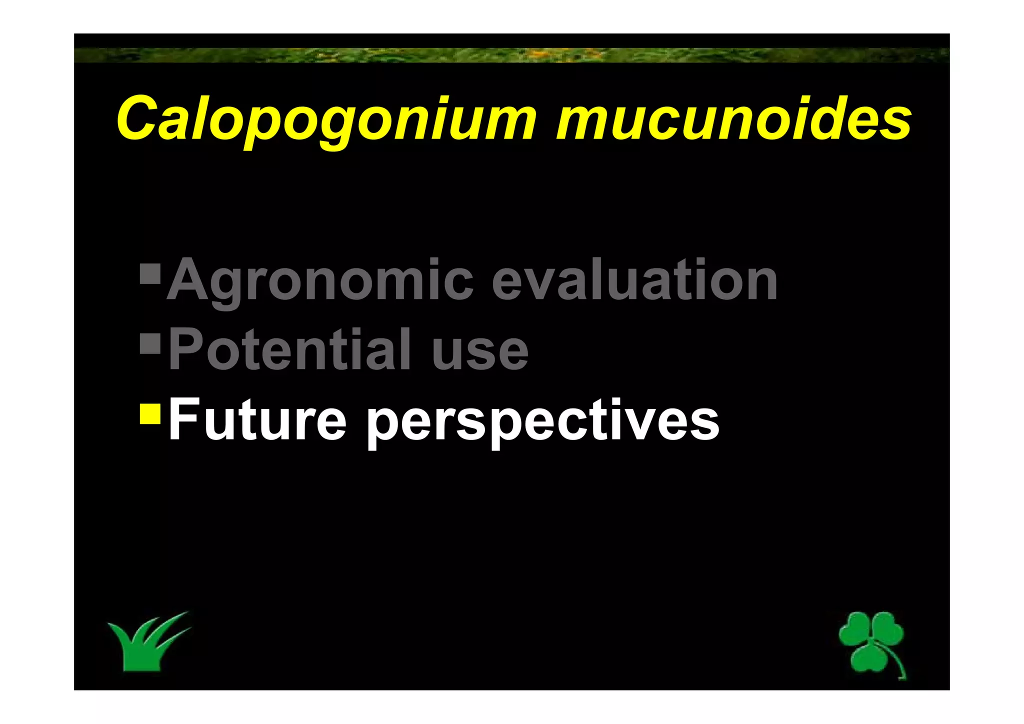 Calopogonium Mucunoides