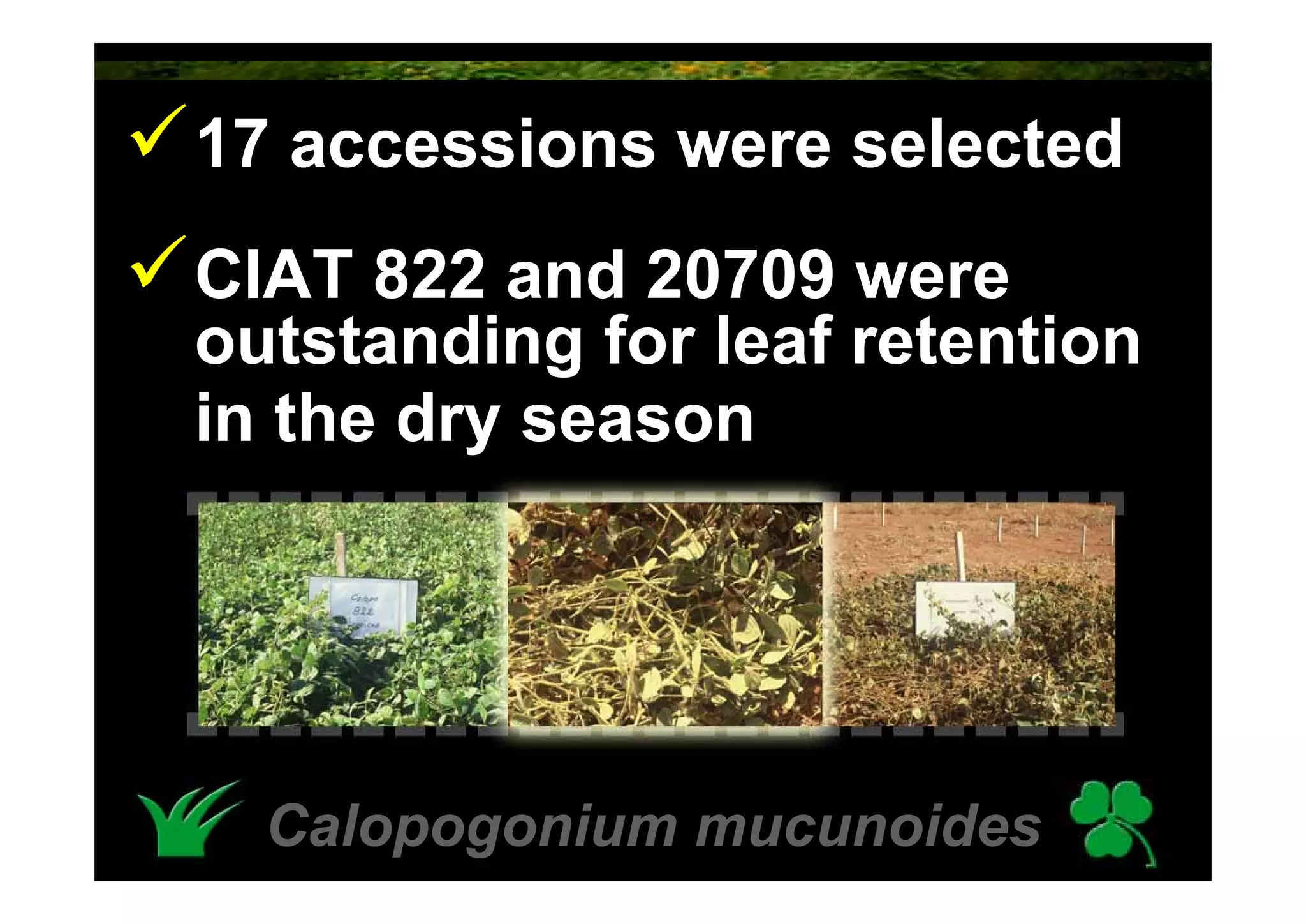 Calopogonium Mucunoides