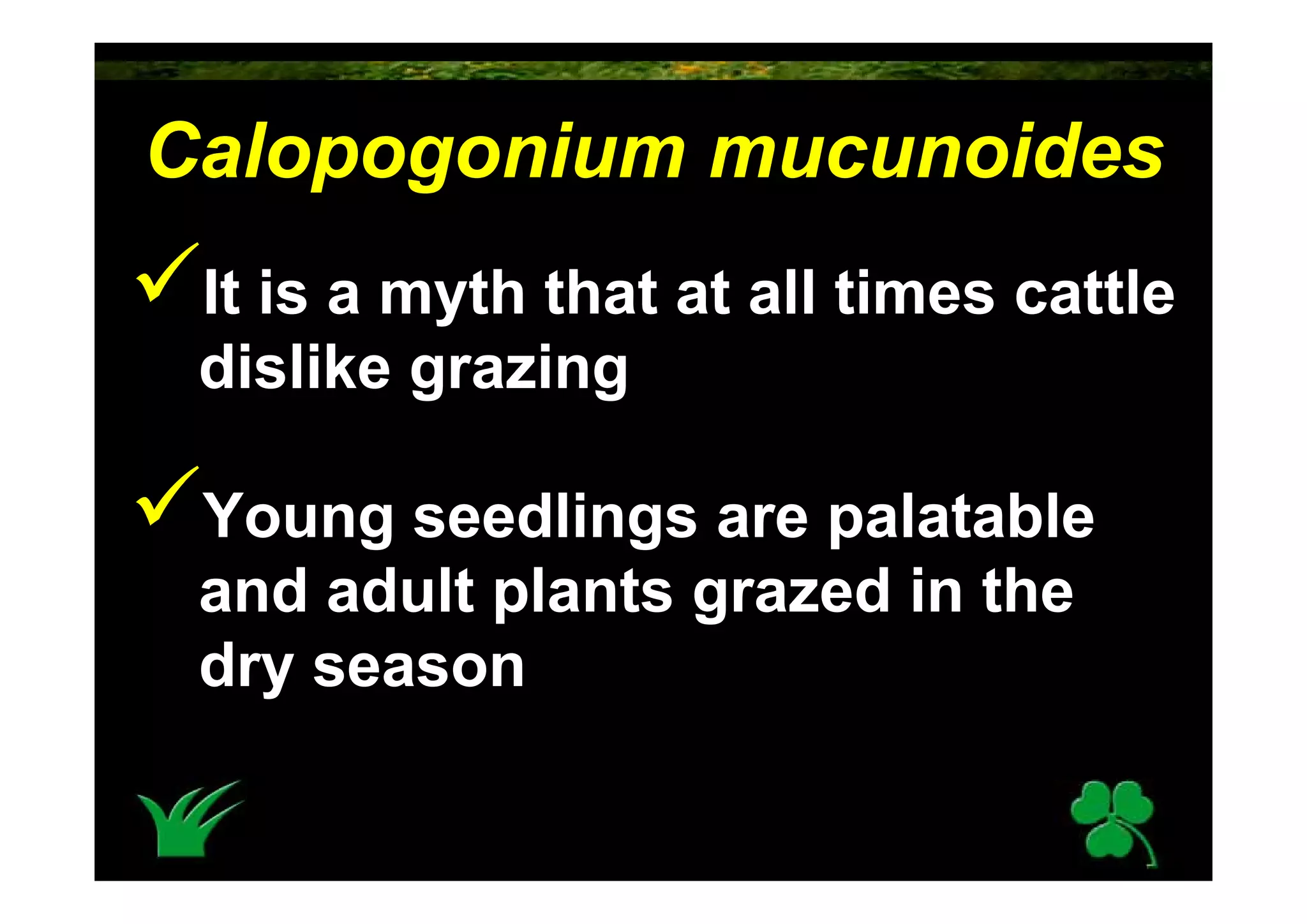 Calopogonium Mucunoides