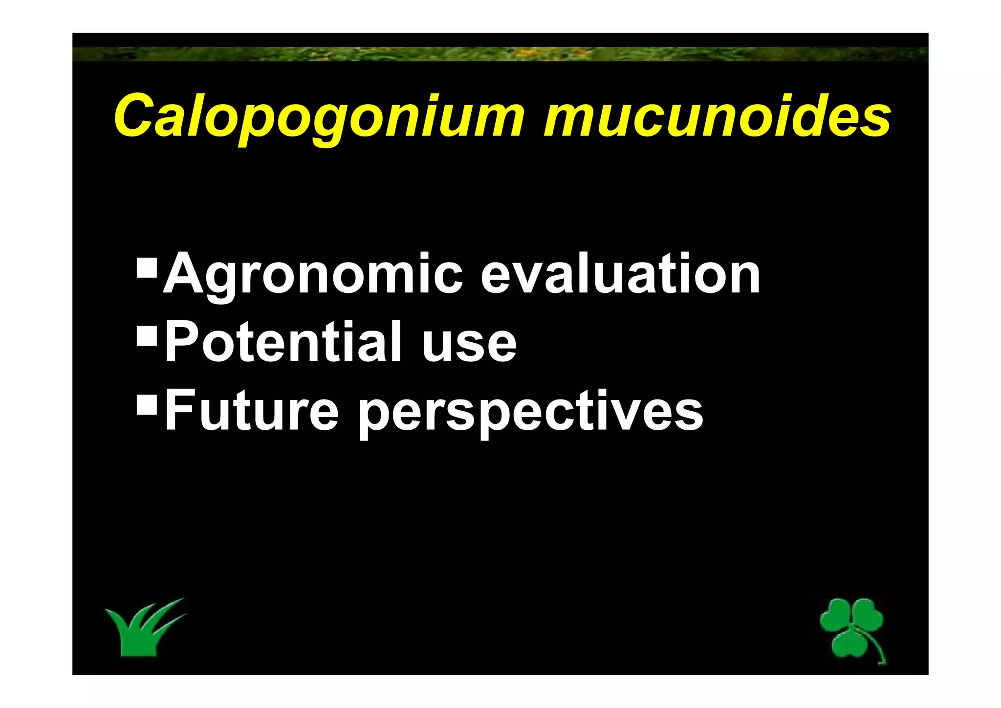 Calopogonium Mucunoides